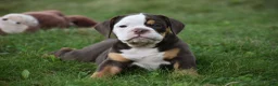 Beabull dogs for sale: Echo - Ad 3