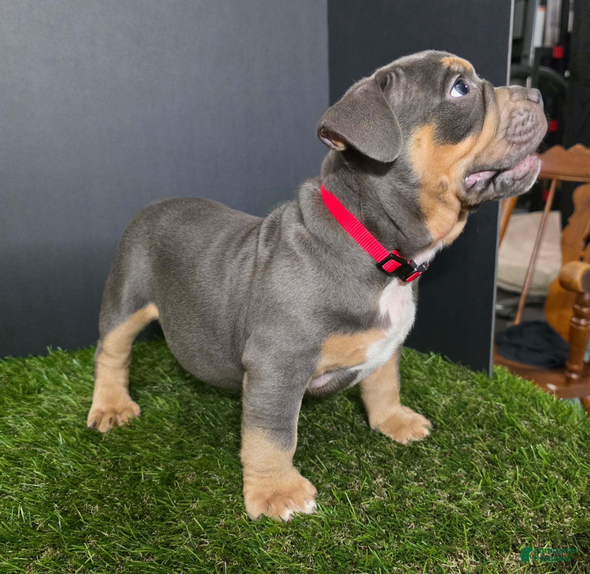 American Bully dogs for sale: American Bully 9 - Ad 4