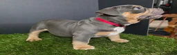 American Bully dogs for sale: American Bully 9 - Ad 1