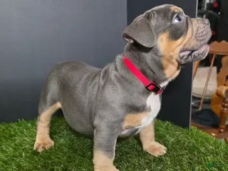 American Bully dogs American Bully 9 - Ad 35