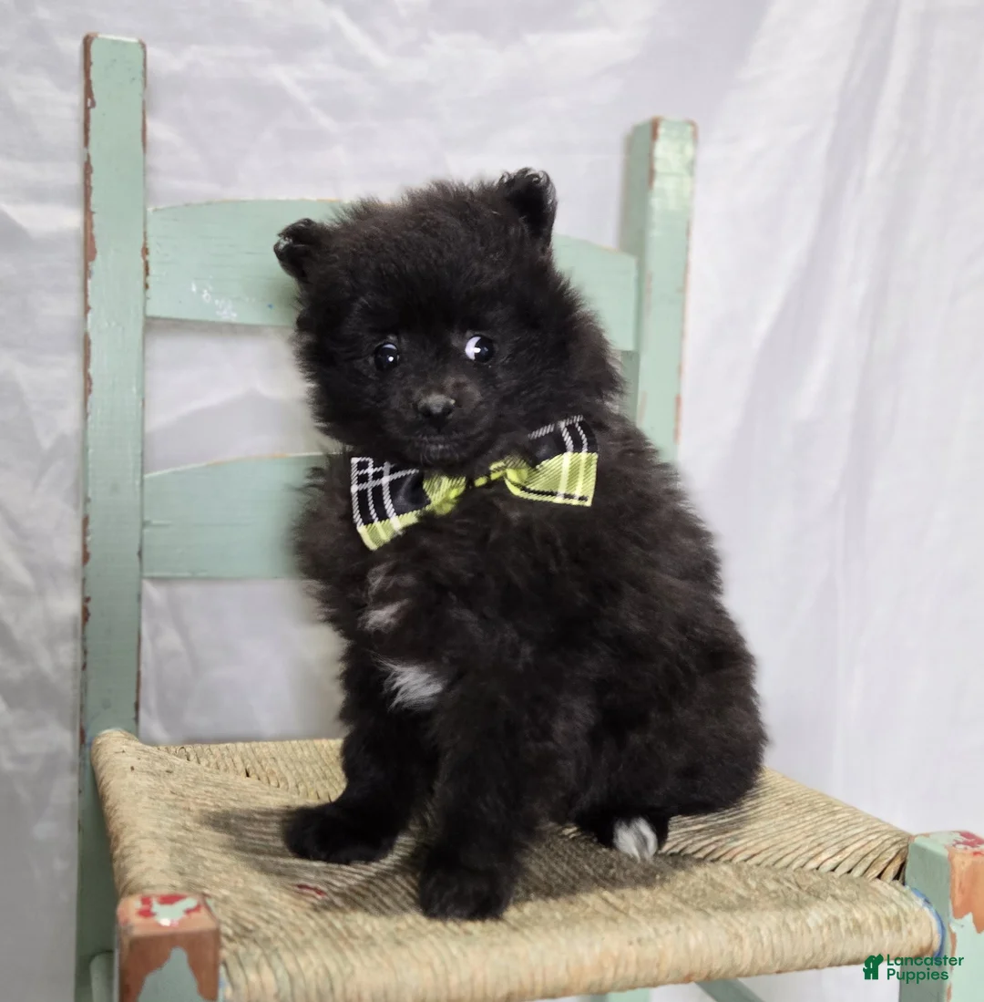 Pomeranian dogs for sale: Buddy - Ad 2