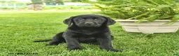 Labrador Retriever dogs for sale: Lassie  - Ad 1