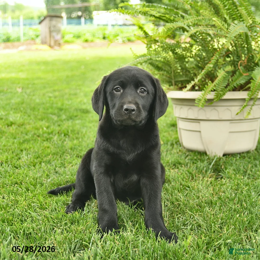 Labrador Retriever dogs for sale: Lassie  - Ad 1