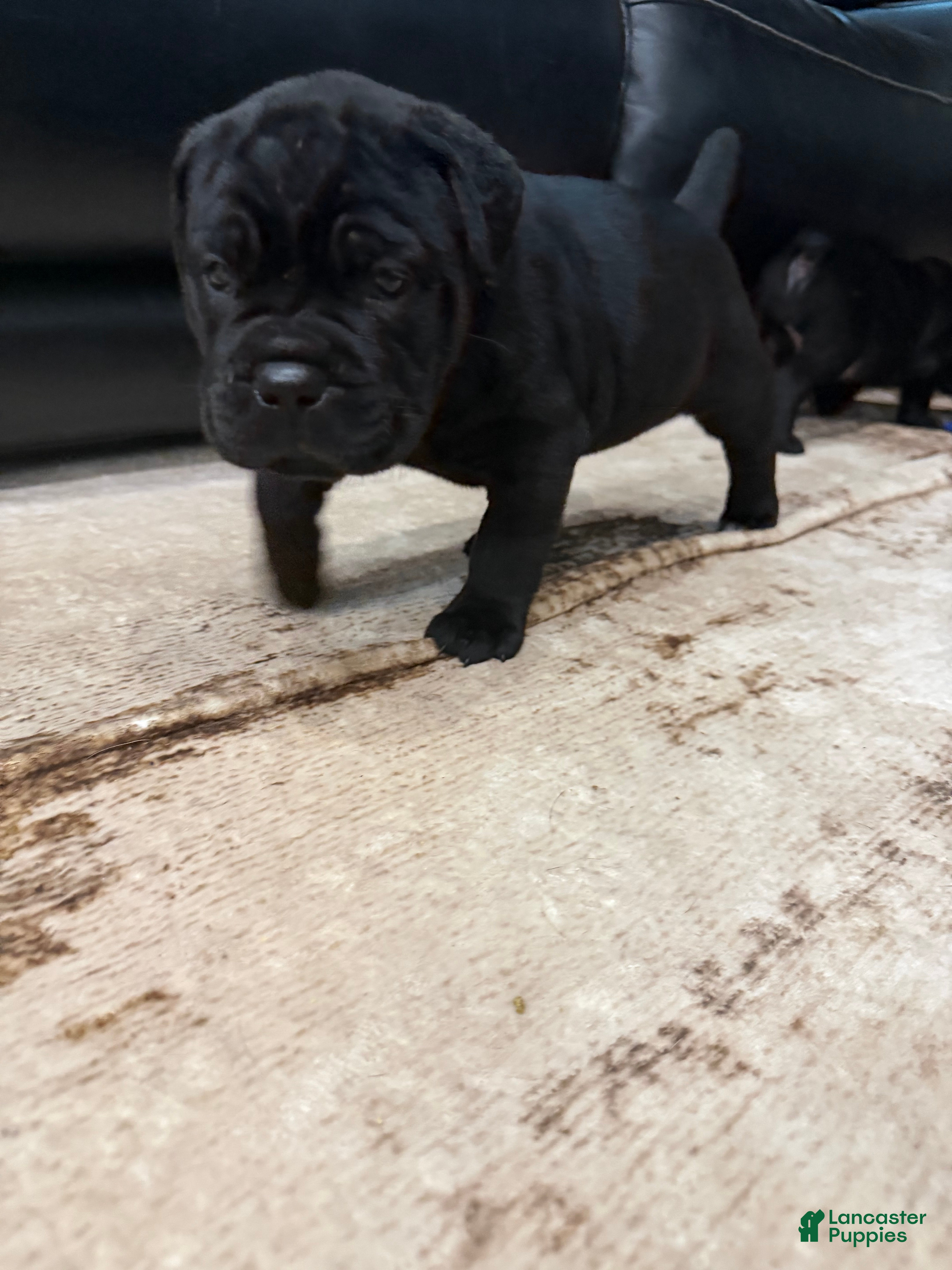 Cane Corso dogs Purple Collar - Meadow - Ad 2