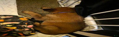 Belgian Malinois 5 purple 