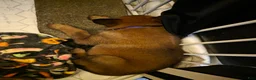 Belgian Malinois dogs for sale: Belgian Malinois 5 purple  - Ad 1
