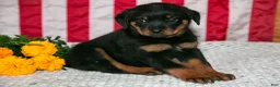 Rottweiler dogs for sale: T-Bone - Ad 3