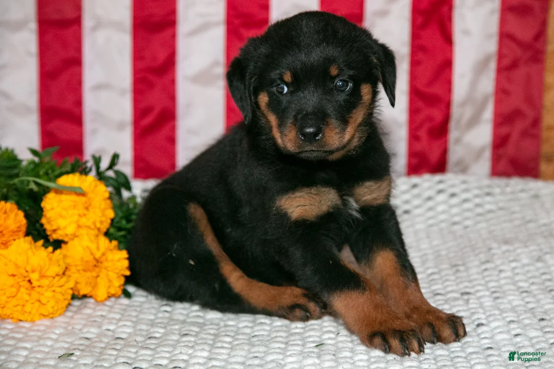 Rottweiler dogs for sale: T-Bone - Ad 3