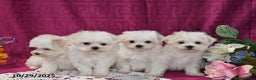 Maltese dogs for sale: Casper - Ad 5