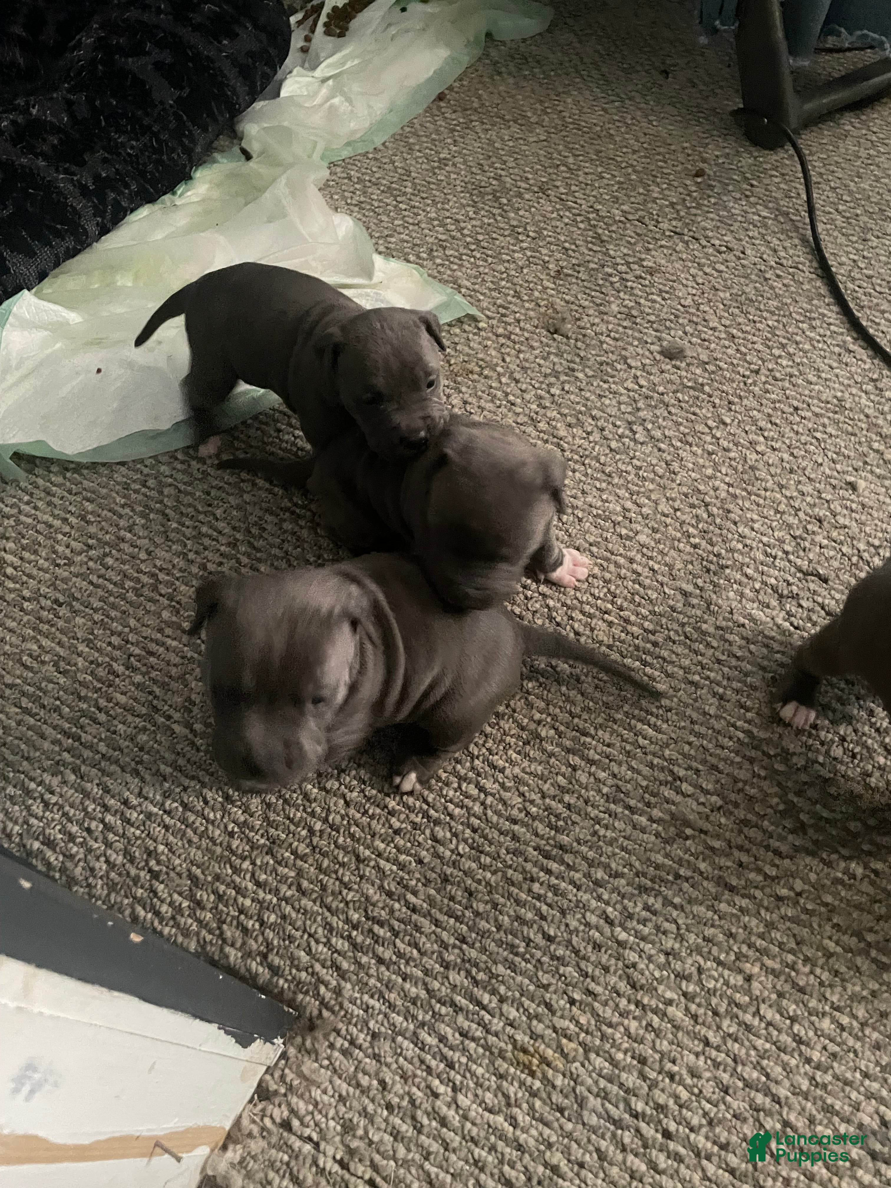 American Bully dogs for sale: American Bully Puppy 7 - Ad 2