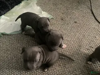 American Bully dogs for sale: American Bully Puppy 7 - Ad 2