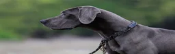 Great Dane dogs for sale: Theodora Stahltitan vom Bravohaus - Blue Euro Great Dane Girl - Ad 5
