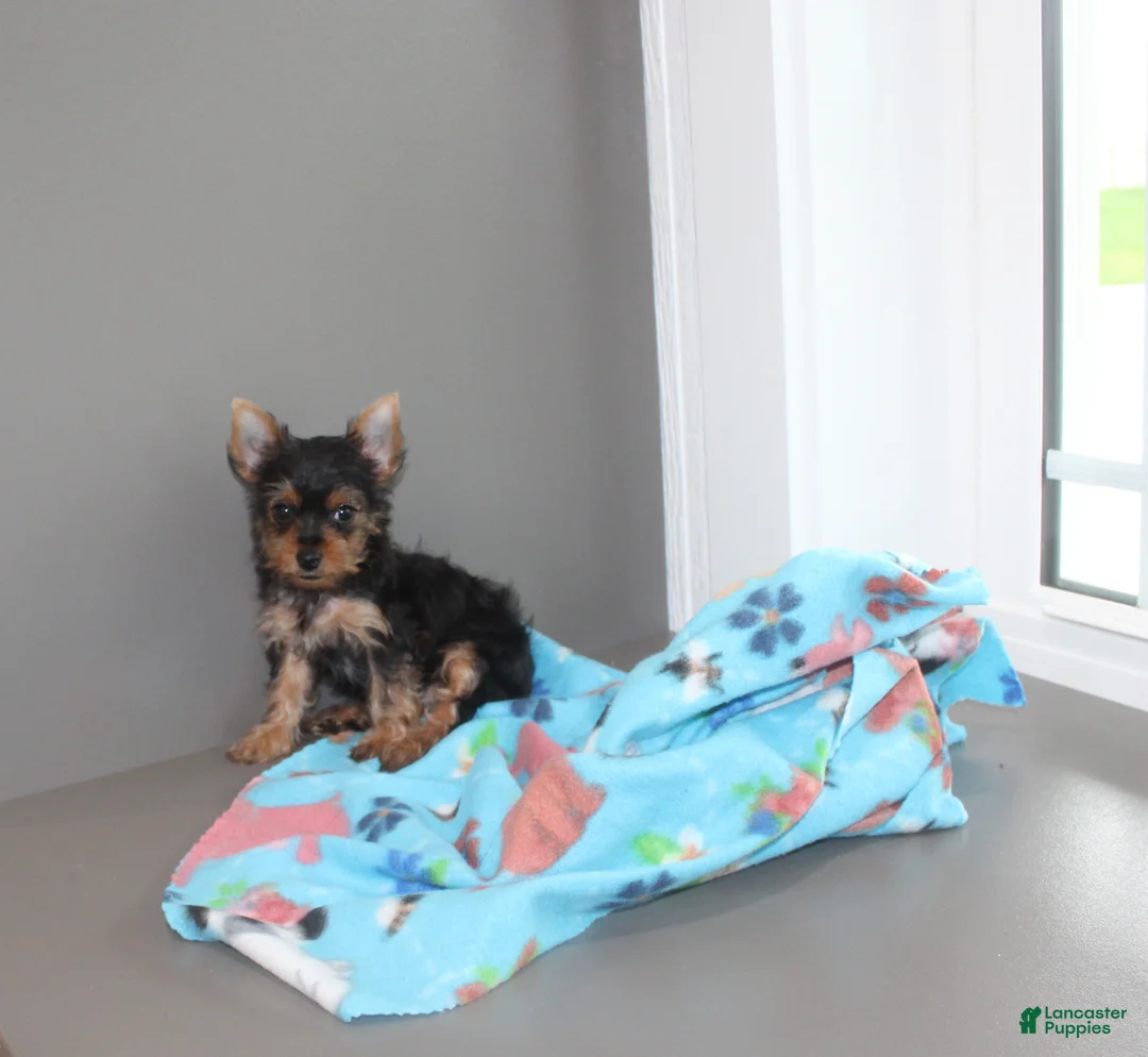 Yorkshire Terrier dogs for sale: Pluto - Ad 7