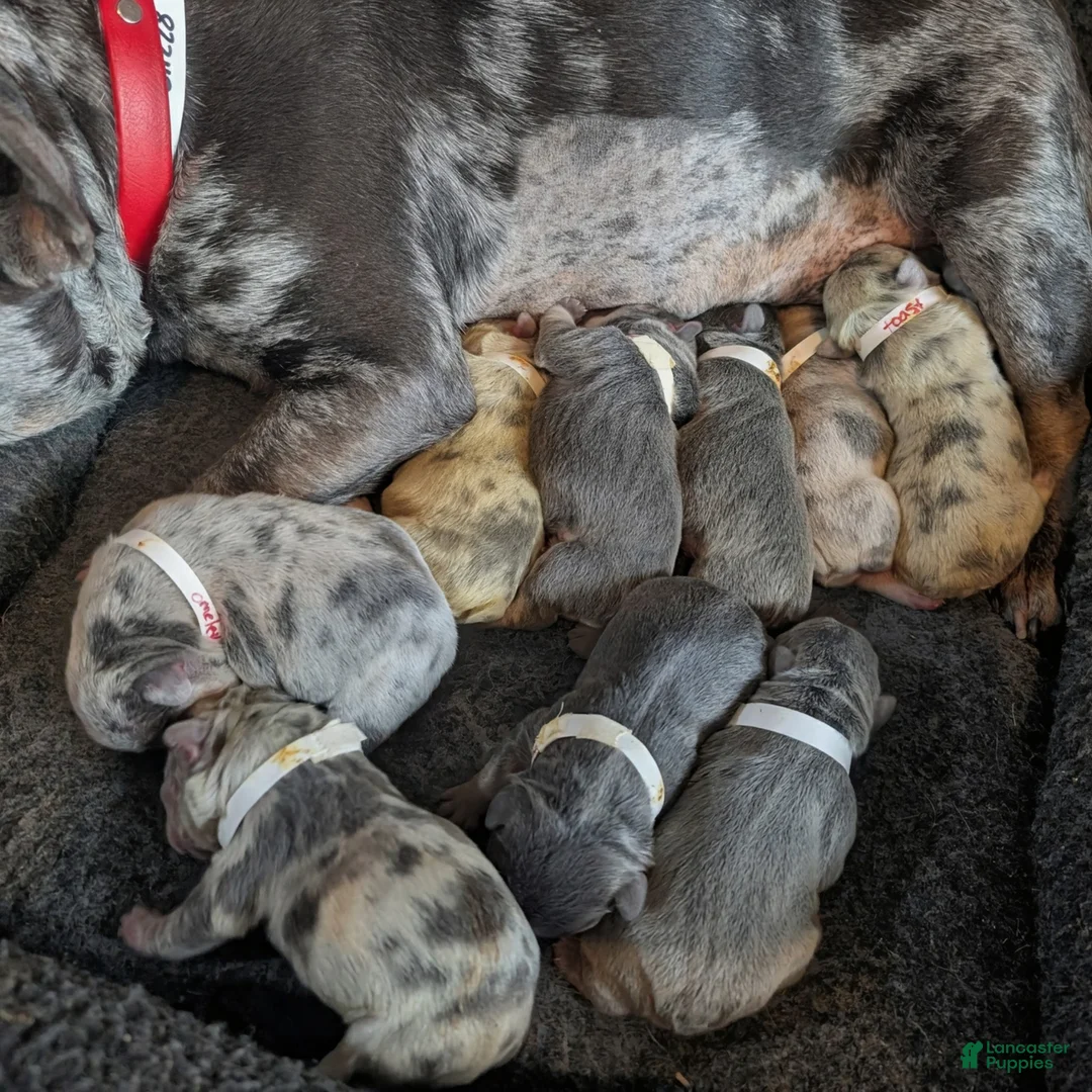 French Bulldog dogs for sale: Egg - Ad 2