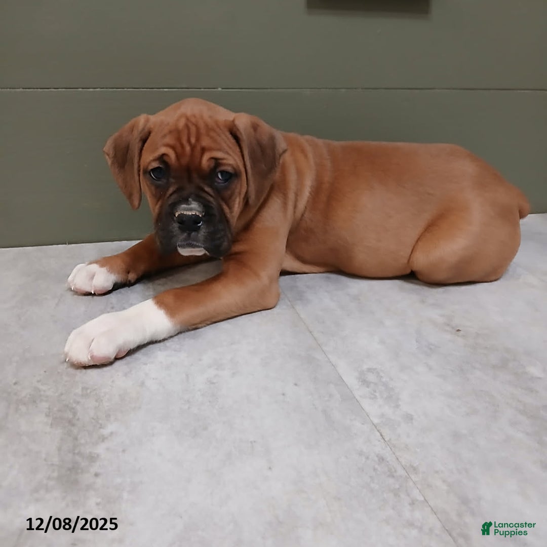 Boxer dogs for sale: Kelly - Ad 3