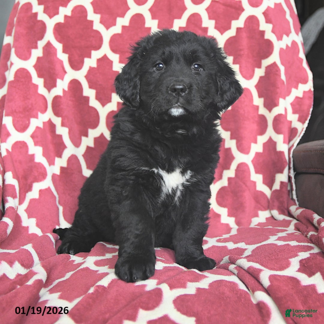 Mixed Breed dogs for sale: Sugar - Ad 3