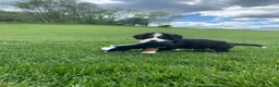Bernese Mountain Dog dogs for sale: Elvis - Ad 3