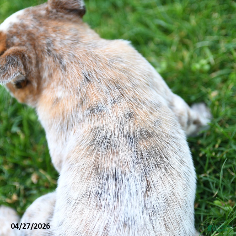 Australian Cattle Dog dogs Rita - Ad 2