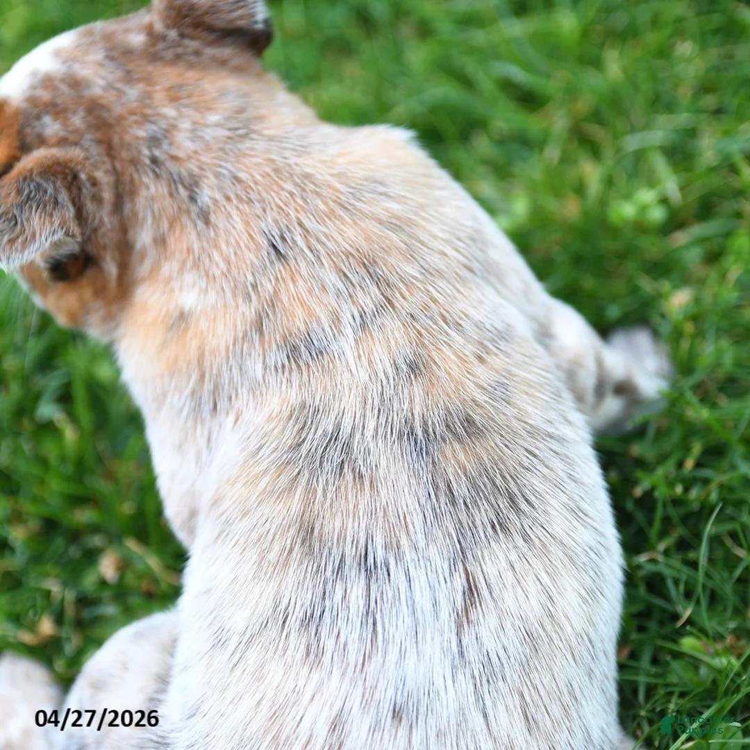 Australian Cattle Dog dogs for sale: Rita - Ad 2