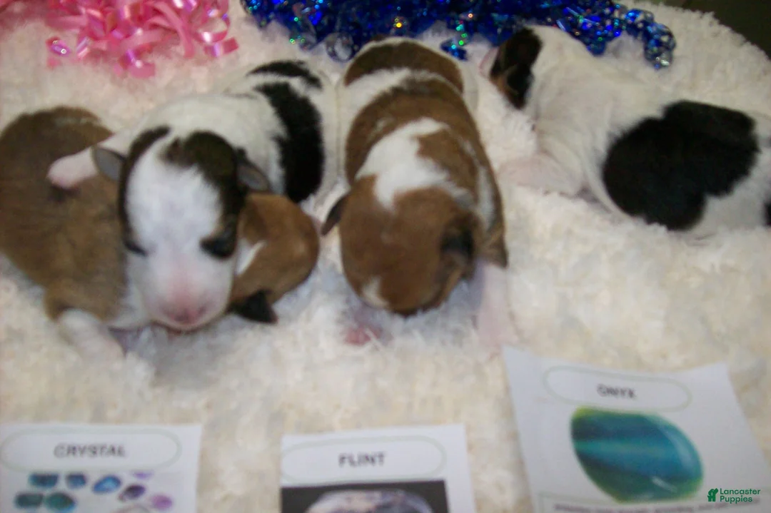 Wire Fox Terrier dogs for sale: AKC Wire Fox Terrier 3 - Pearl - Ad 2