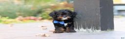 Cavapoo dogs for sale: Ash - Ad 16