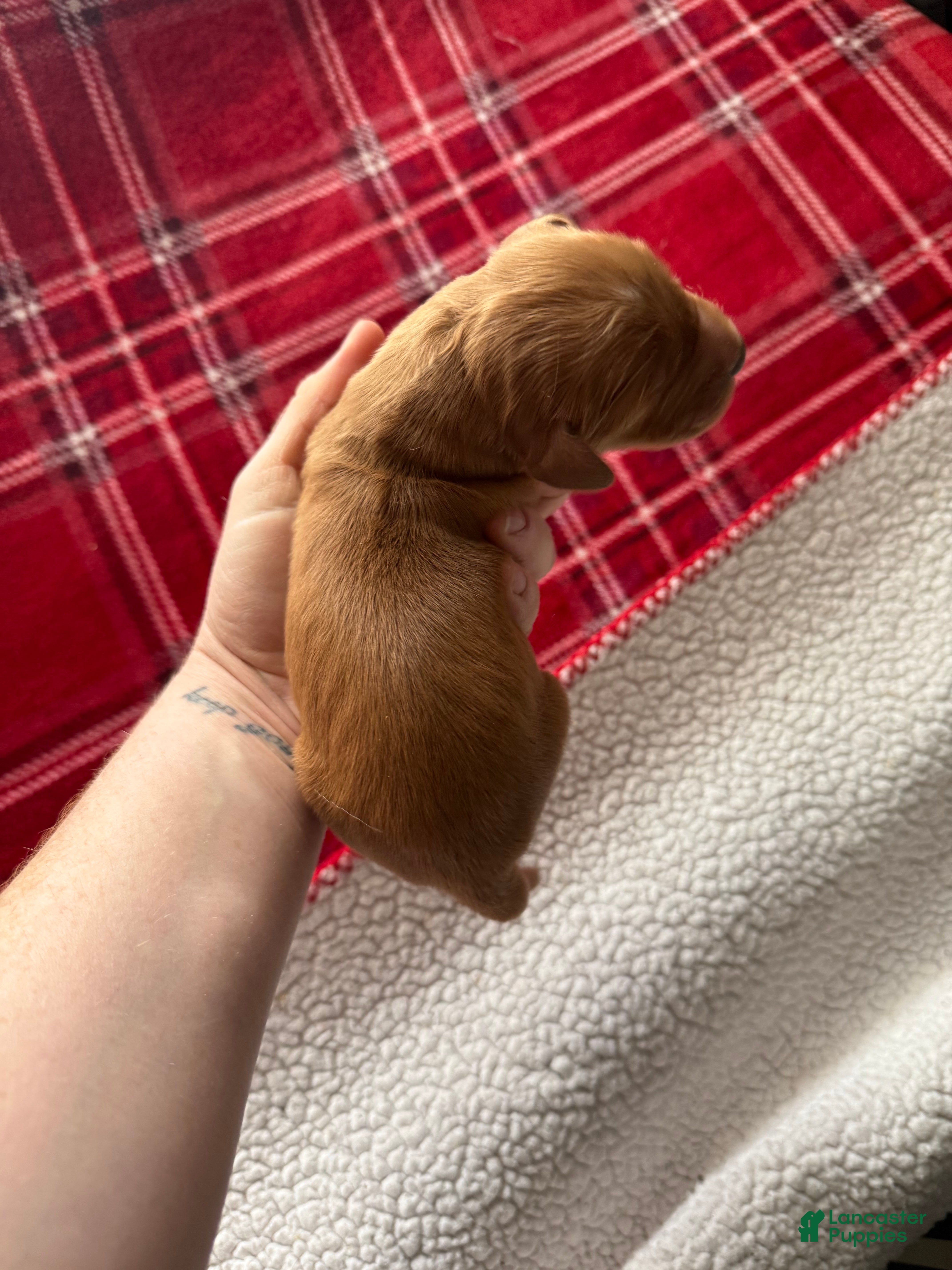 Golden Retriever dogs Golden Retriever Puppy 9 - Ad 23