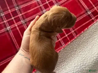 Golden Retriever dogs Golden Retriever Puppy 9 - Ad 23