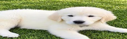 Golden Retriever dogs for sale: Kingston grey boy  - Ad 3