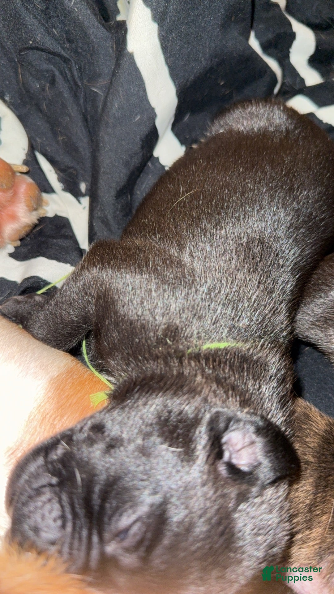 Mixed Breed dogs for sale: Mixed Breed 4 - Ad 3