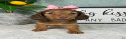 Miniature Dachshund dogs for sale: Danielle  - Ad 1