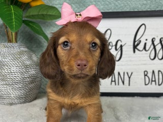 Miniature Dachshund dogs Danielle - Ad 12