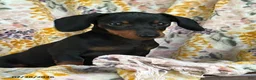 Miniature Dachshund dogs for sale: Gus - Ad 1