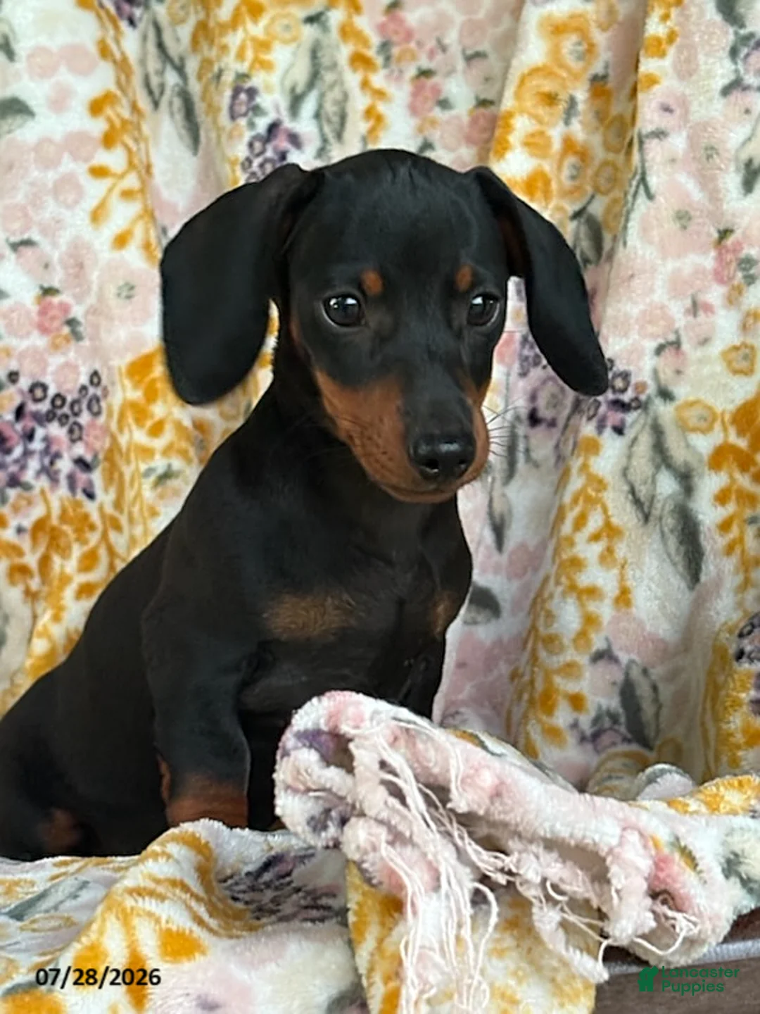 Miniature Dachshund dogs for sale: Gus - Ad 1