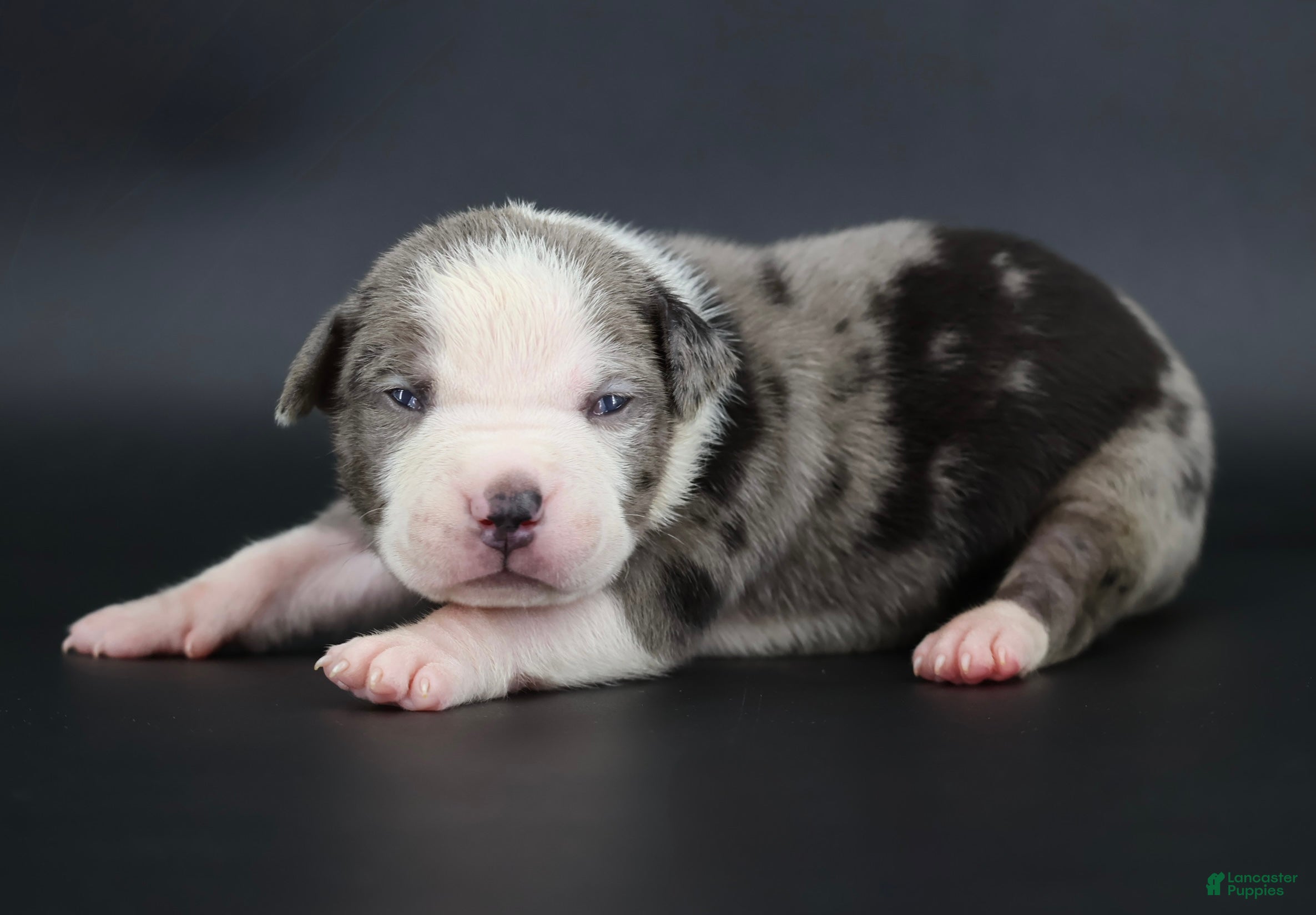 American Bully dogs Magnolia - Ad 1