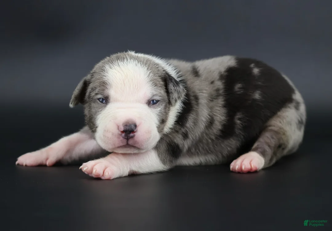 American Bully dogs for sale: Magnolia - Ad 1