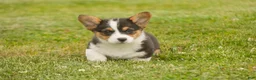 Welsh Corgi Pembroke dogs for sale: Olaf - Ad 7