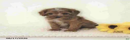 Cavapoo dogs for sale: Zachary - Ad 4
