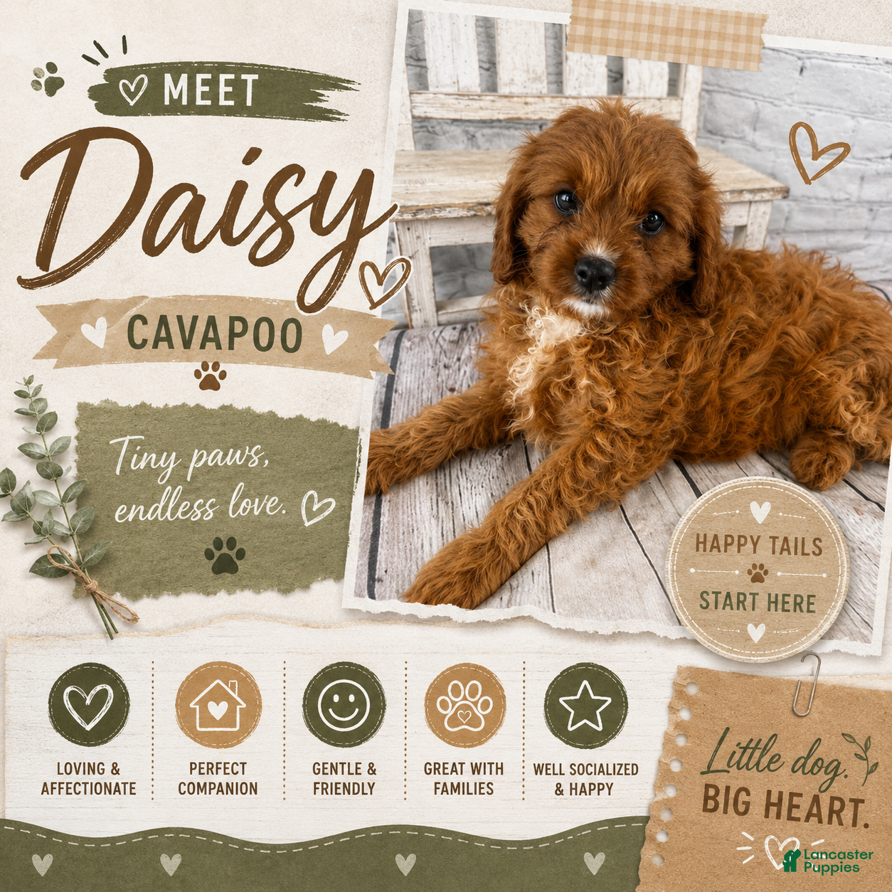 Cavapoo dogs Daisy - Ad 1