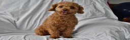 Toy Poodle dogs for sale: Maggie - Ad 6
