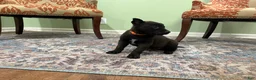 Belgian Malinois dogs for sale: Boulder - Ad 3