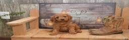 Cavapoo dogs for sale: Libby - Ad 5