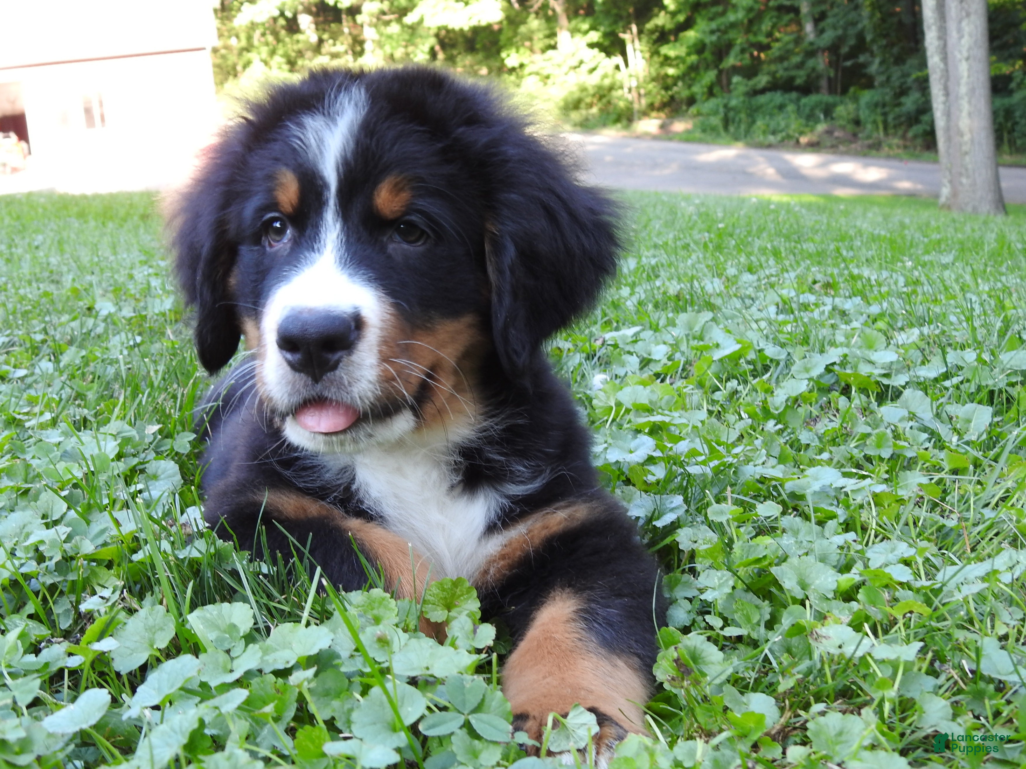 Bernese Mountain Dog dogs Arnold - Ad 2