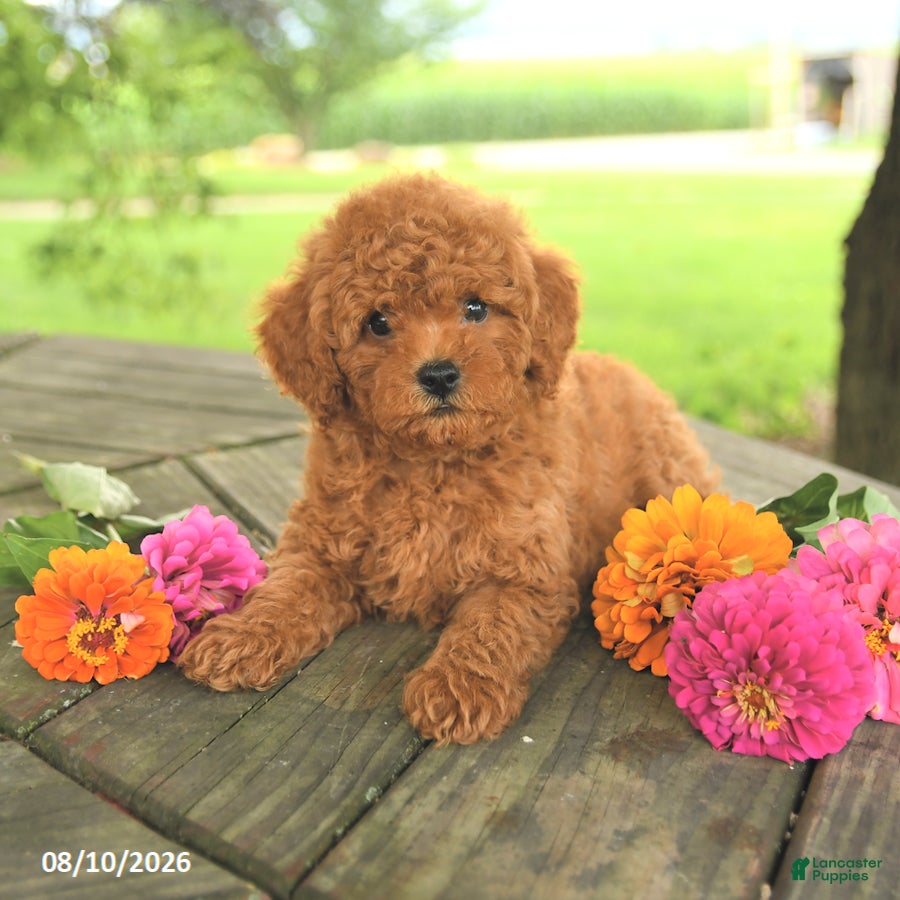 Toy Poodle dogs Oakley - Ad 2