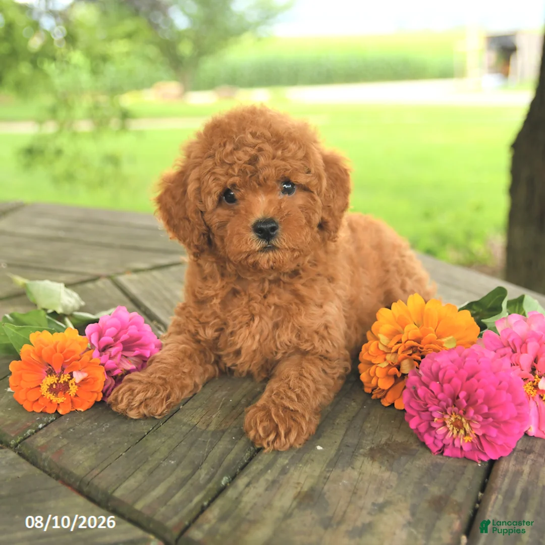 Toy Poodle dogs for sale: Oakley - Ad 2