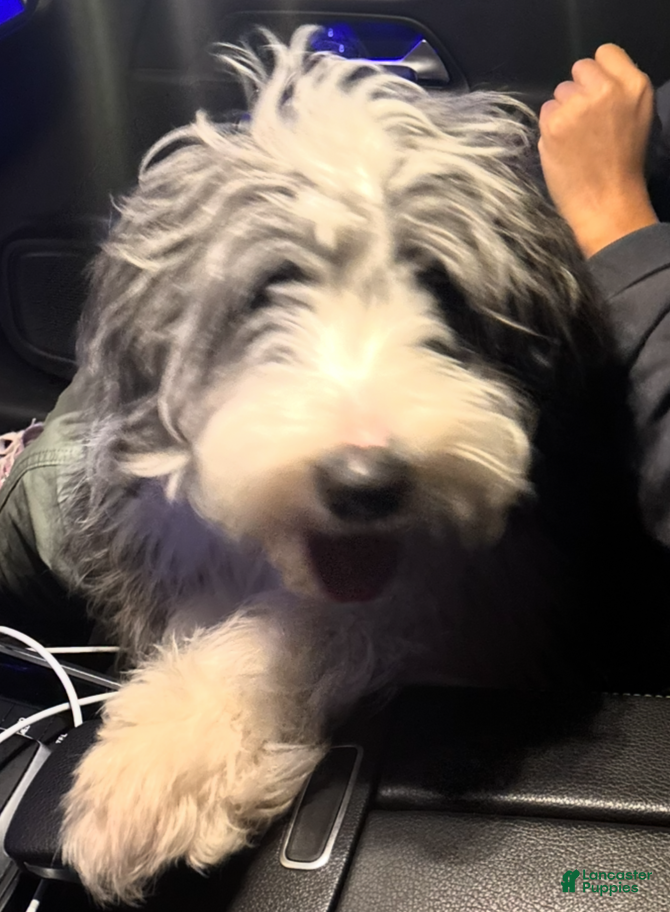 Mini Aussiedoodle dogs Mini Aussiedoodle Puppy 1 - Ad 1