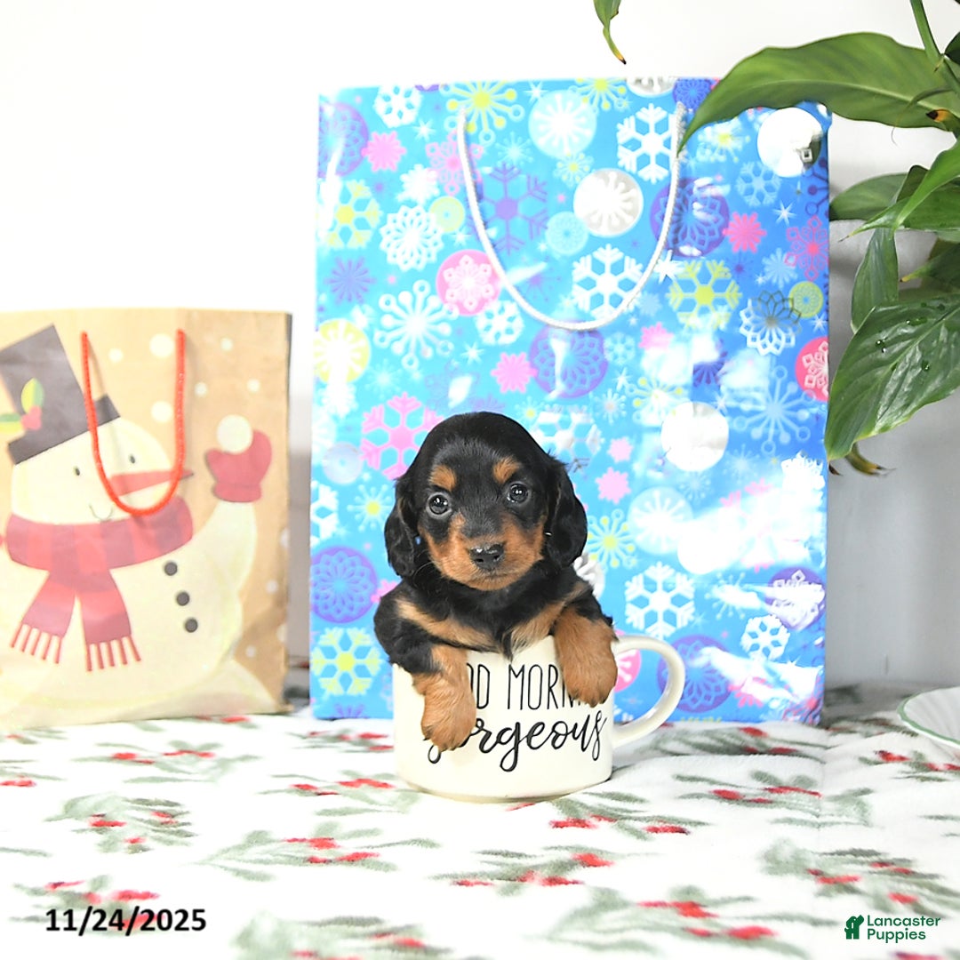 Miniature Dachshund dogs for sale: Lilly - Ad 1