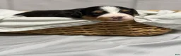 Mini Bernedoodle dogs for sale: Aurora - Ad 4