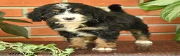 Bernedoodle dogs for sale: Little Joney - Ad 3