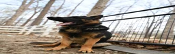 German Shepherd dogs for sale: German Shepherd Puppy 1 - Ad 3