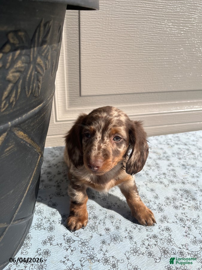 Miniature Dachshund dogs for sale: Freckles - Ad 3